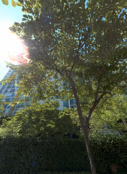 tree photo