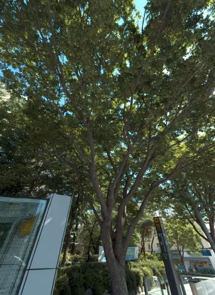 tree photo