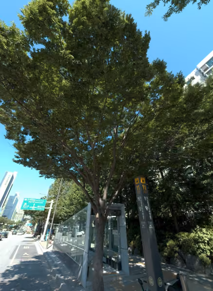 tree photo