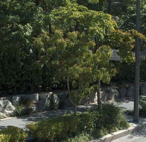 tree photo