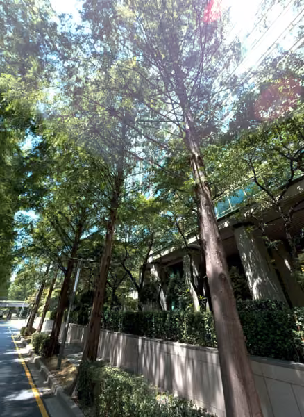 tree photo