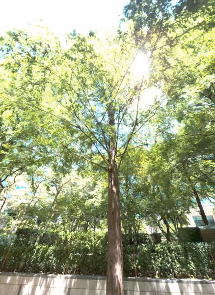 tree photo