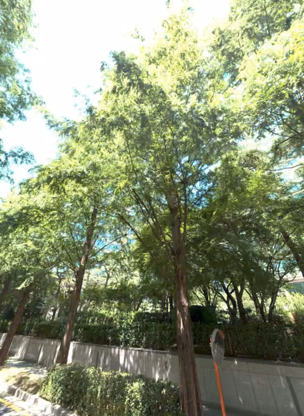 tree photo