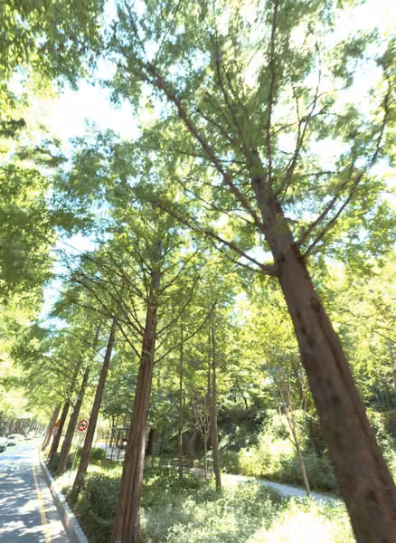 tree photo