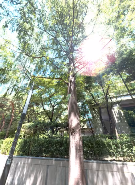 tree photo