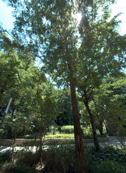 tree photo