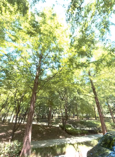 tree photo