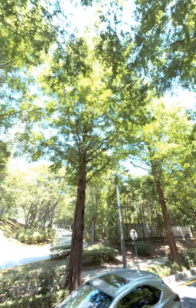 tree photo