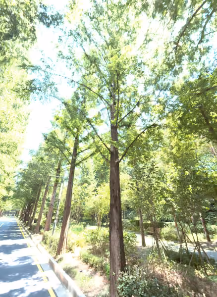 tree photo