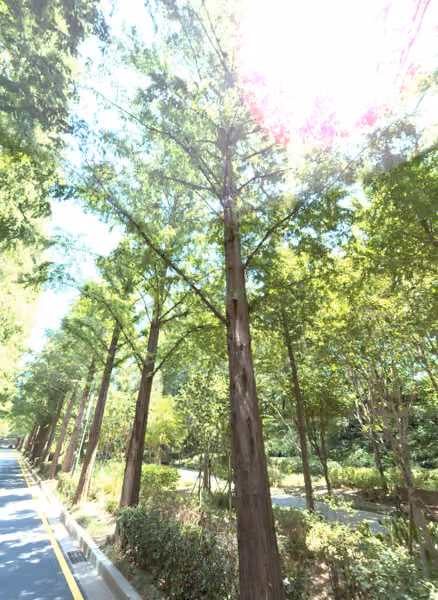 tree photo