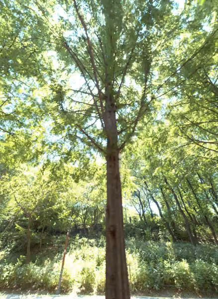 tree photo