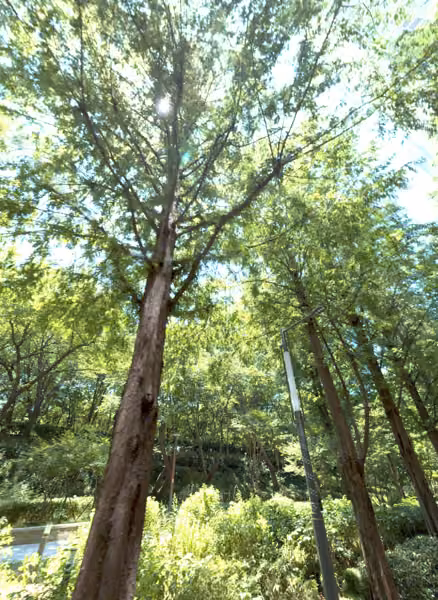 tree photo