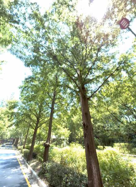 tree photo