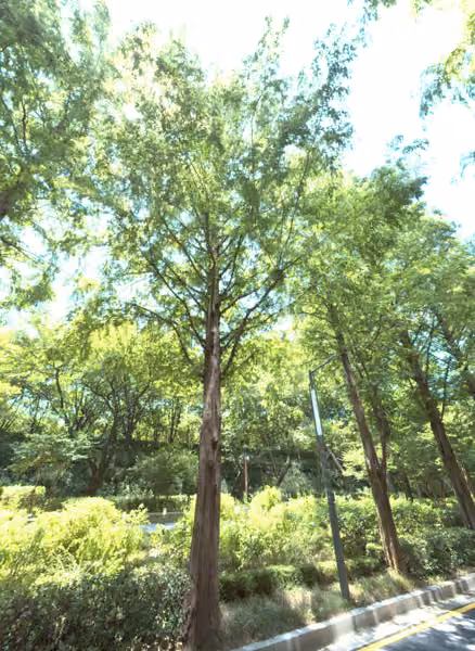 tree photo