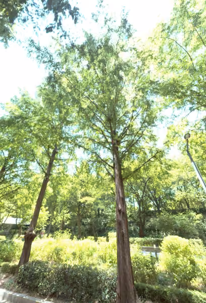 tree photo