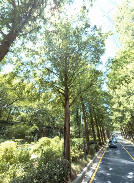 tree photo