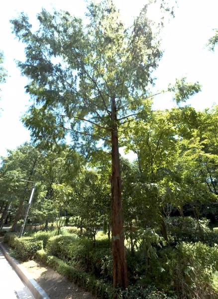 tree photo