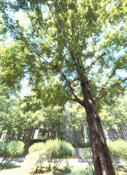 tree photo