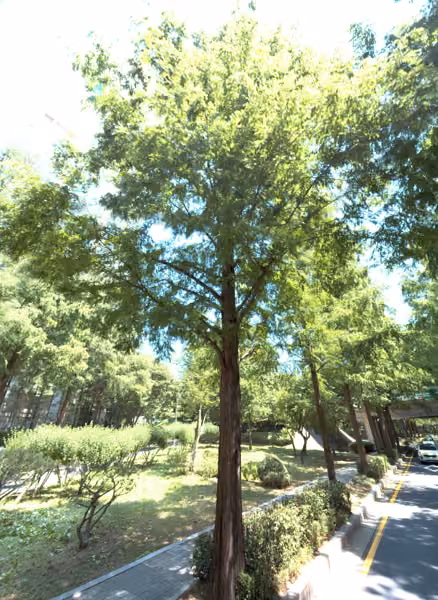 tree photo