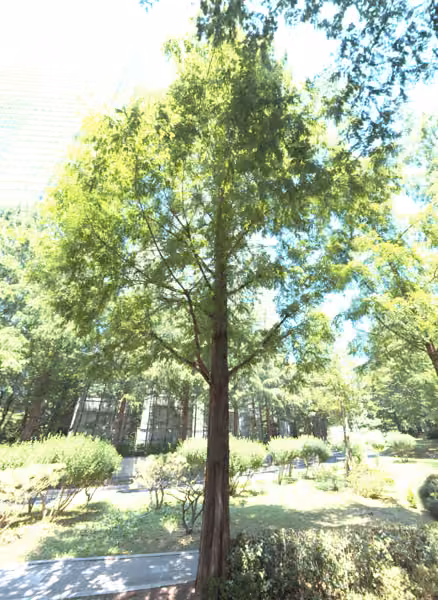 tree photo
