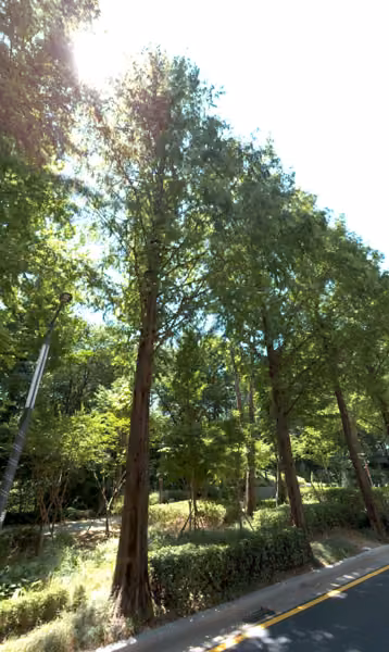 tree photo