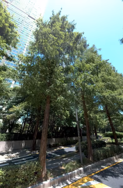 tree photo