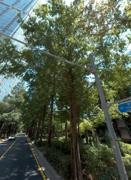 tree photo