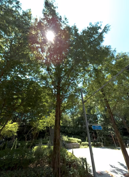 tree photo