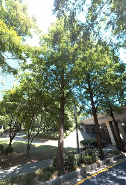 tree photo