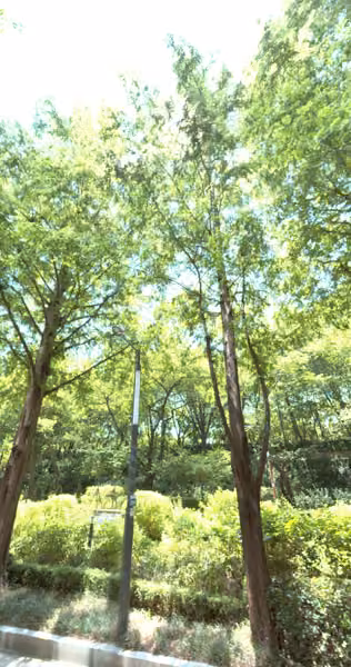 tree photo