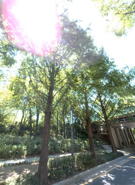 tree photo
