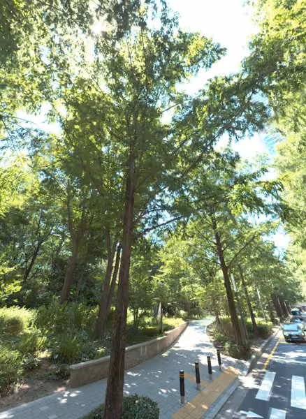 tree photo