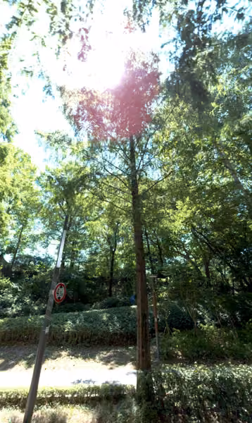 tree photo