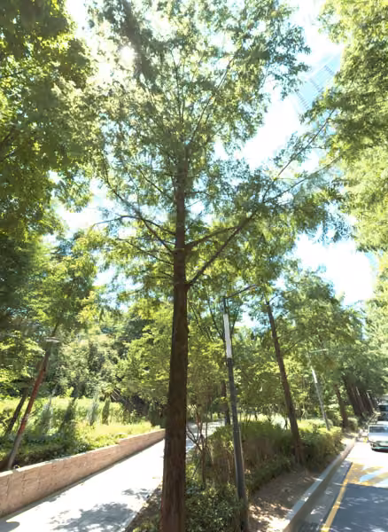 tree photo