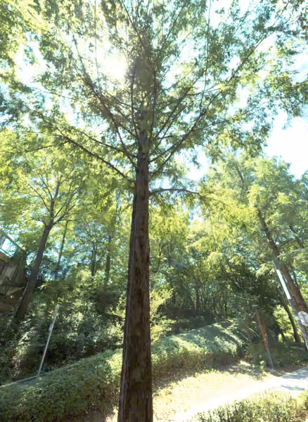 tree photo