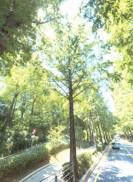 tree photo
