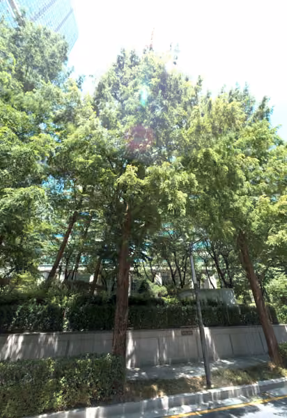 tree photo