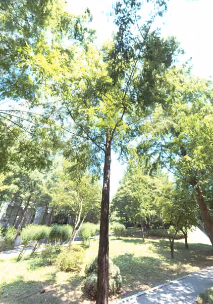 tree photo