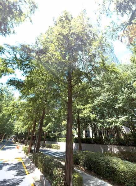 tree photo