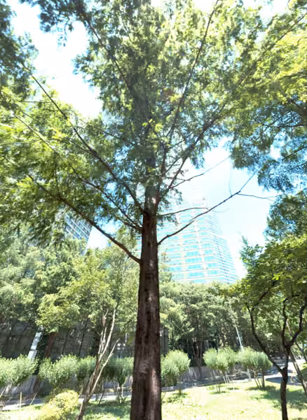 tree photo