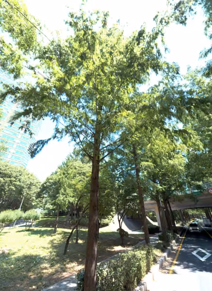tree photo