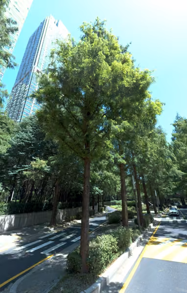 tree photo