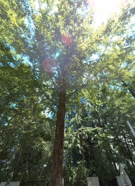 tree photo