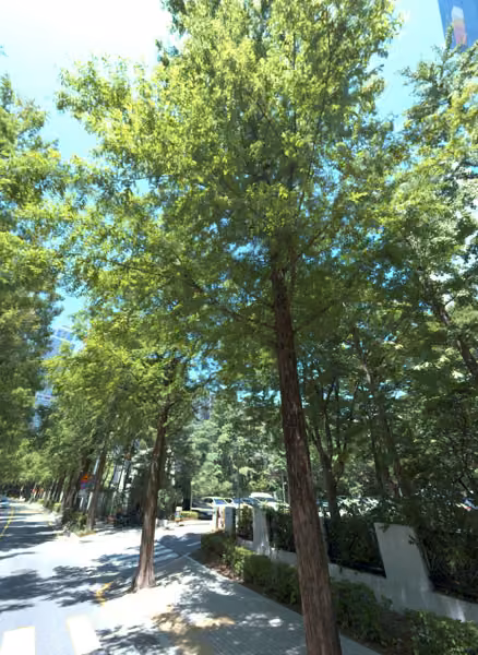 tree photo