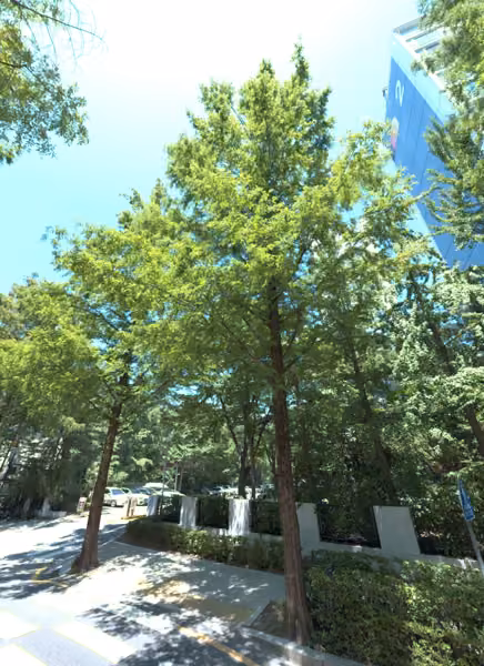 tree photo