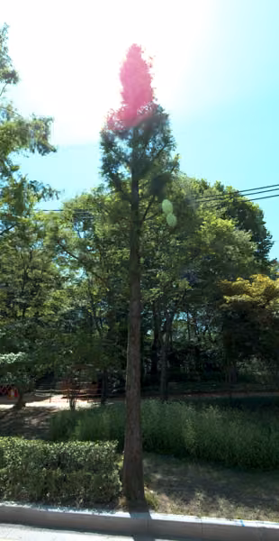 tree photo