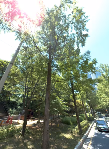 tree photo