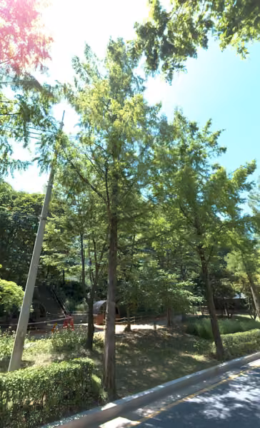 tree photo