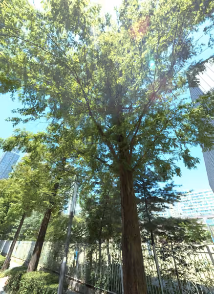 tree photo