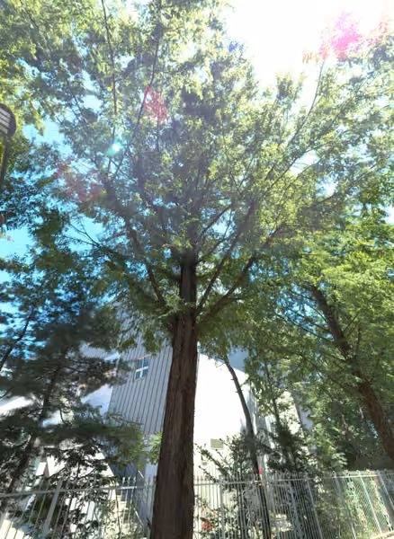 tree photo